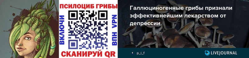 как найти наркотики  Вязники  Псилоцибиновые грибы Cubensis 
